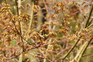 Acer palmatum Eddisbury           